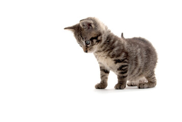 Cute tabby kitten isolated on white
