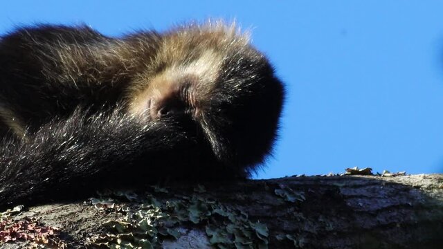 Close up de macaco dormindo na &aacute;rvore