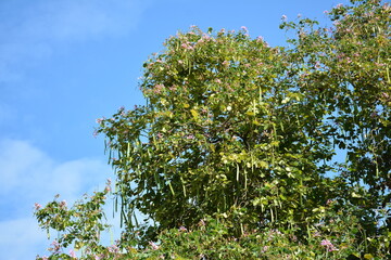 Tall tree green leaves growing on branches with clouds and sky