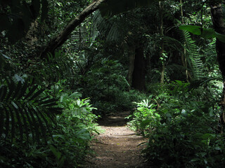 path in the jungle