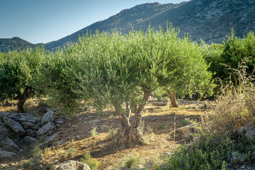 Olive tree Agriculture. Olive in field Crete, Greece.