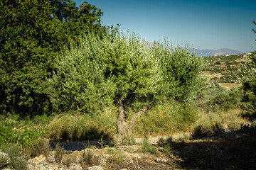 Fototapeta na wymiar Olive tree Agriculture. Olive in field Crete, Greece.