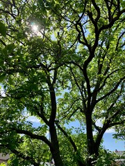 Green Leaf Light