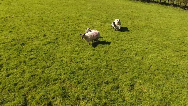 Sheep and lambs laying in the sun in a field in Ireland 