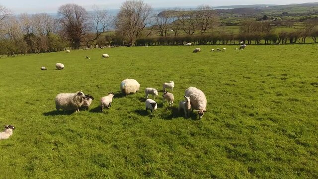 Sheep and lambs laying in the sun in a field in Ireland 