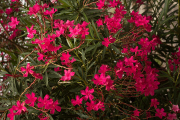 Fototapeta na wymiar Arbusto de flores lobelias rosas