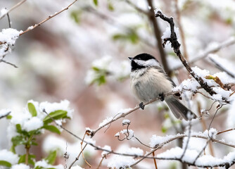 A Black-capped Chickadee with snowflakes on his beak enjoying the freshly fallen snow of an unexpected Spring storm.