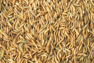 paddy seed rice nature texture background. nature food