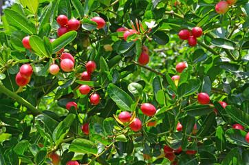 Obraz premium Small red fruit of karanda tree with green leaves