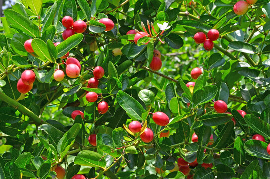 Small red fruit of karanda tree with green leaves