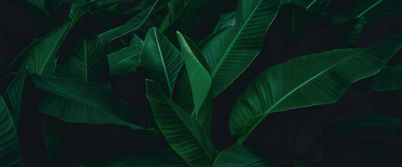tropical leaf, lush green banana foliage in rainforest, nature background.
