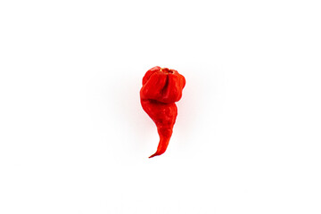 Close up photo of an isolated ghost pepper