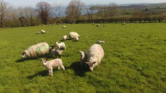 Sheep and lambs laying in the sun in a field in Ireland 