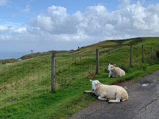Sheep atop a hill