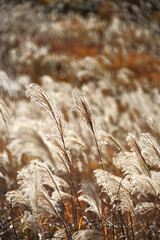 Fototapeta premium 風に揺らぐ仙石原のすすき