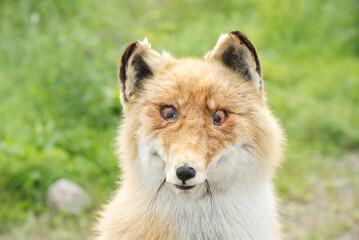 stuffed fox with artificial eyes and natural fur