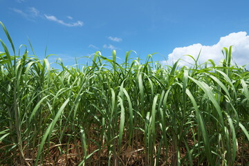 Okinawa,Japan-July 22, 2020: Sugar Cane Field in Miyako island, Okinawa, Japan