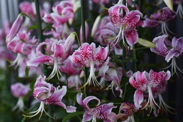 Lilium speciosum flowers downward in summer in liliaceae prennial plant. The bulb is edible.