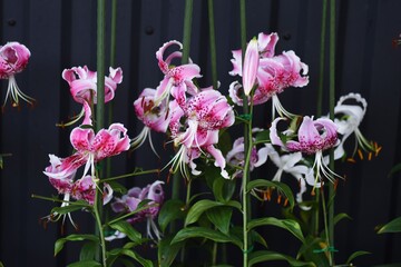 Lilium speciosum flowers downward in summer in liliaceae prennial plant. The bulb is edible.