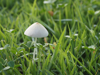 Tokyo,Japan-August 6, 2020: White Dunce Cap or Conocybe apala on the lawn in the morning
