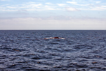 Dorsal fin of a humpback whale in Machalilla National Park off the coast of Puerto Lopez, Ecuador