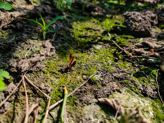 Naklejka na ściany i meble A small red wild grass come out of the mossy ground in the daytime.