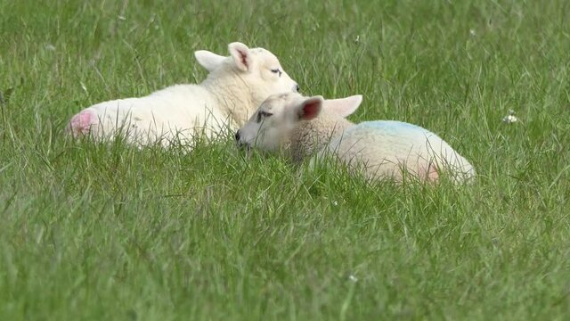 Sheep and lambs laying in the sun in a field in Ireland 