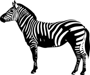 Fototapeta na wymiar Vector of zebra