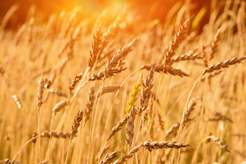 Background of ripening ears of meadow gold wheat field.