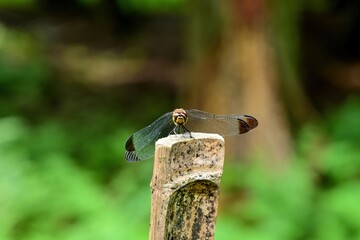 高原の木陰でくつろぐトンボ