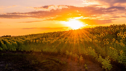Sunflowers' field under sunset 