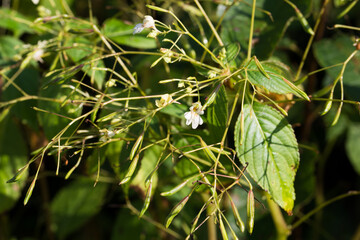 Impatiens parviflora, small balsam flowers closeup selective focus