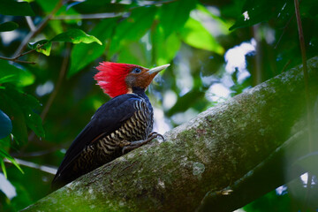 Helmeted Woodpecker on a wet forest log. Tropical bird with red forelock. Nature tourism and bird watching