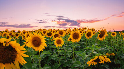 Sunflowers' field under sunset 