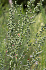 Chenopodium album,  melde, goosefoot flowers closeup selective focus