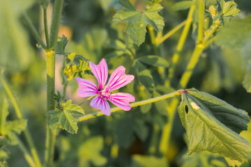 common mallow bloomind at summer in Hungary