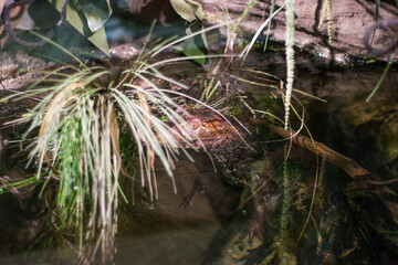 a caiman in the water hiding behind a plant