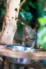 curious pygmy marmoset eating on a tree branch
