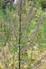 Artemisia vulgaris (common mugwort) weed closeup selective focus