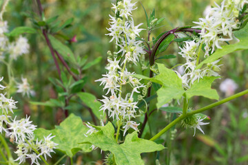 Echinocystis lobata, white cucumber flowers closeup selective focus