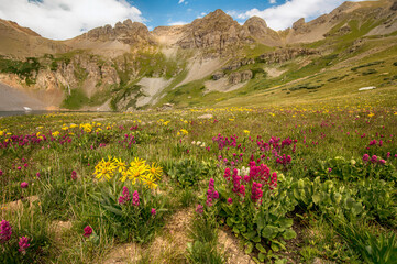 Clear Lake Wildflowers 12