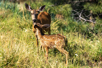 White-tailed deer fawn and doe touching noses, cute baby animal.