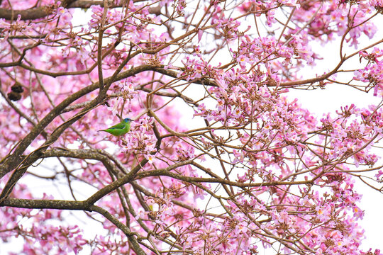 green bird in pink flower tree 