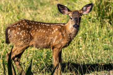 White-tailed deer fawn, cute baby animal.