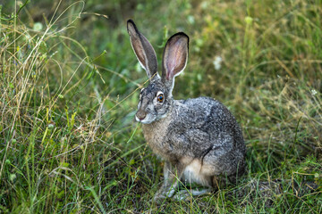 Cute Wild Rabbit, Jackrabbit, Bunny or Hare eating grass.
