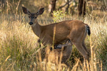 White-tailed deer fawn nursing from doe, cute baby animal.