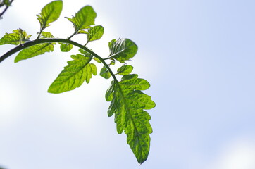 夏の空と日差しを浴びる木の葉