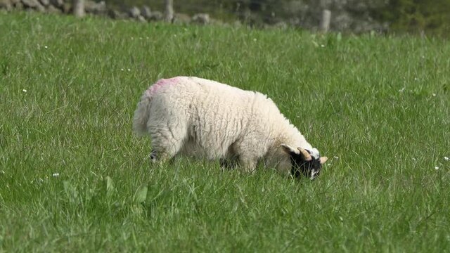 Sheep and lambs laying in the sun in a field in Ireland 