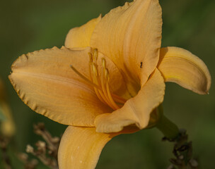 Fototapeta na wymiar orange lily