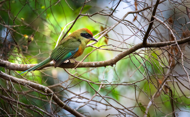 Fototapeta premium Color tropical bird in the forest from Iguazu